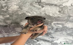 French Bulldog dogs for sale: KC REGISTERED FRENCH BULLDOG PUPPIES - Image 9