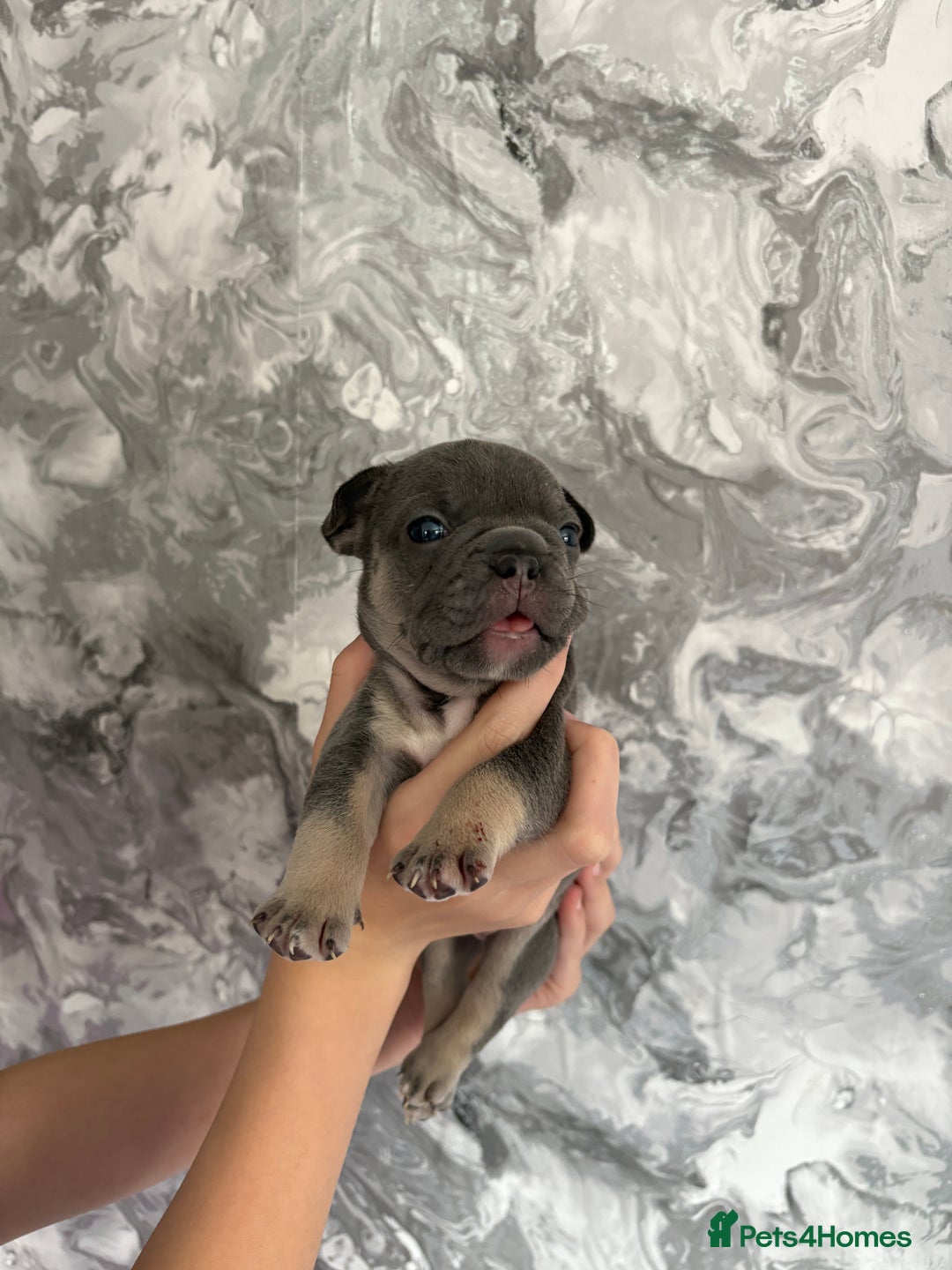 French Bulldog dogs for sale: KC REGISTERED FRENCH BULLDOG PUPPIES - Image 9