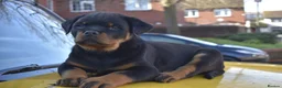 Rottweiler dogs for sale: Champion-Bred Rottweiler Puppies for Loving Homes - Advert 9