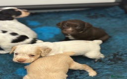 Cocker Spaniel dogs for sale: READY FOR NEW HOMES CAN LEAVE homes health tested  - Image 8