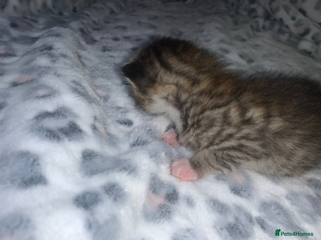 Mixed Breed cats for sale: Bright tabby’s and black kittens  - Advert 26