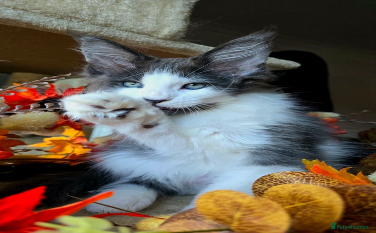 Maine Coon cats - Advert 8