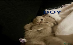 British Shorthair cats for sale: Little bundles of joy - Image 4