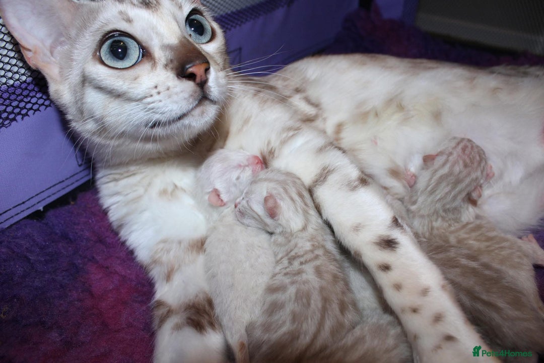 Bengal cats for sale: 😻OUTSTANDING SHOW BENGALS. SHOW WINNING PARENTS🏆 - Image 37