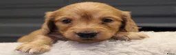 Miniature Dachshund dogs for sale: READYNOW KC cream L/H Health tested Mini Dachshund - Advert 27