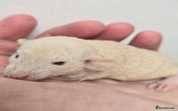 Rat rodents for sale: Babies rats, rex, dumbos and fancy - Image 34