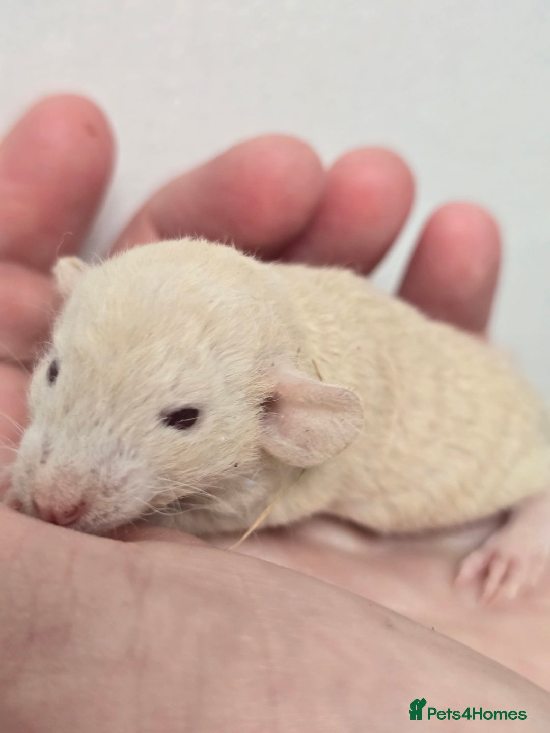 Rat rodents for sale: Babies rats, rex, dumbos and fancy - Image 34