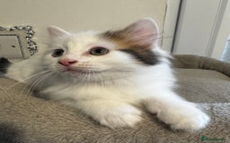 Ragdoll cats for sale: Beautiful Ragdoll Kittens  - Image 12