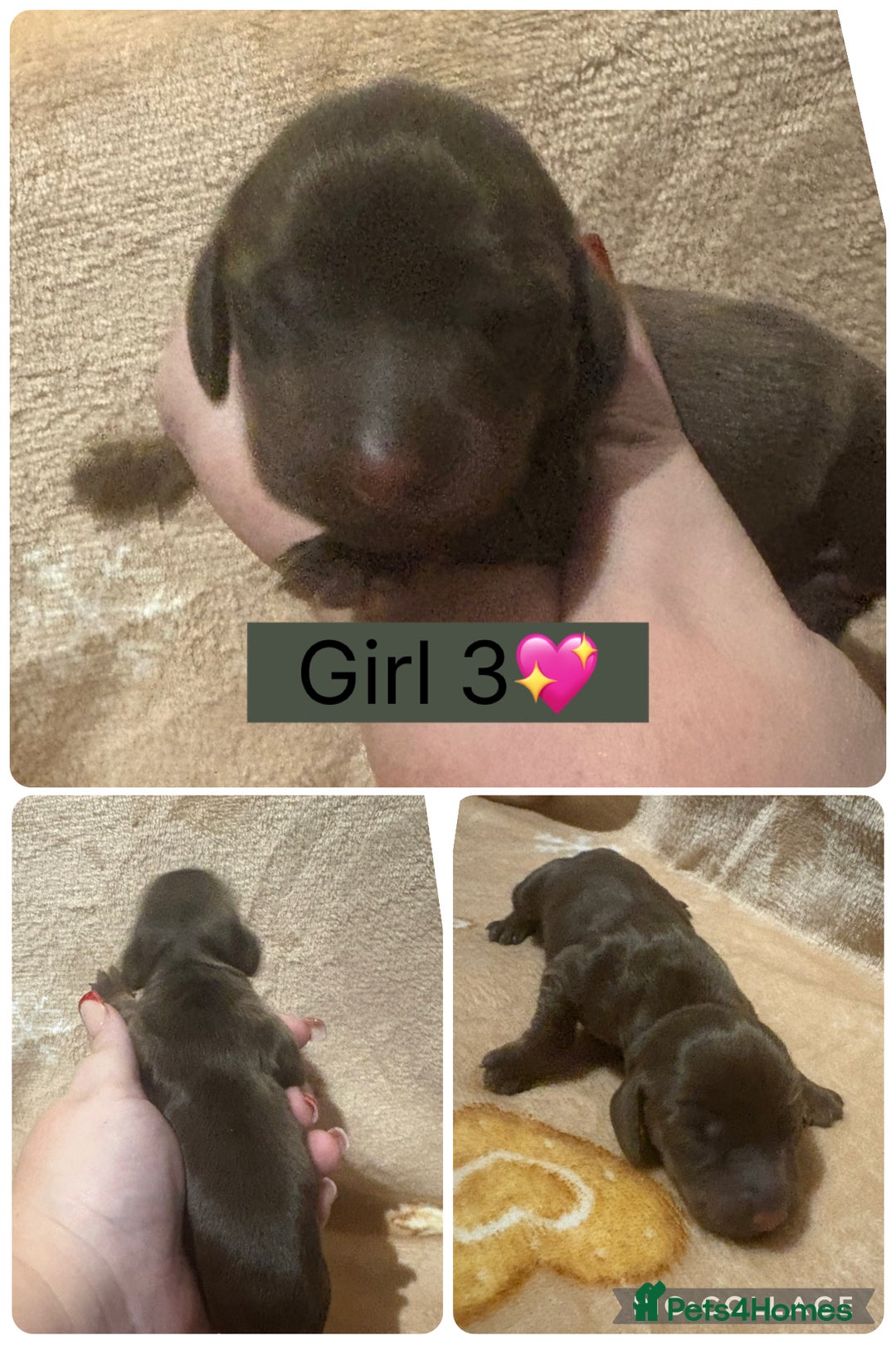 Miniature Dachshund dogs for sale: one girl miniature dachshund  - Advert 7