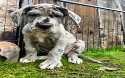Great Dane dogs for sale: Great Dane puppy’s  - Image 10