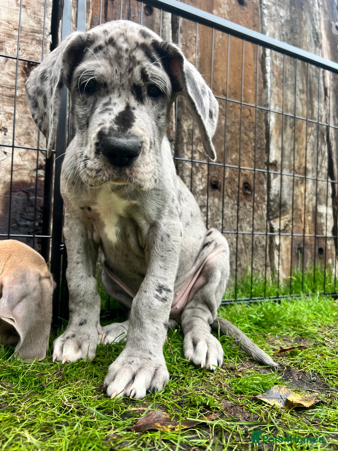 Great Dane dogs for sale: Great Dane puppy’s  - Image 10