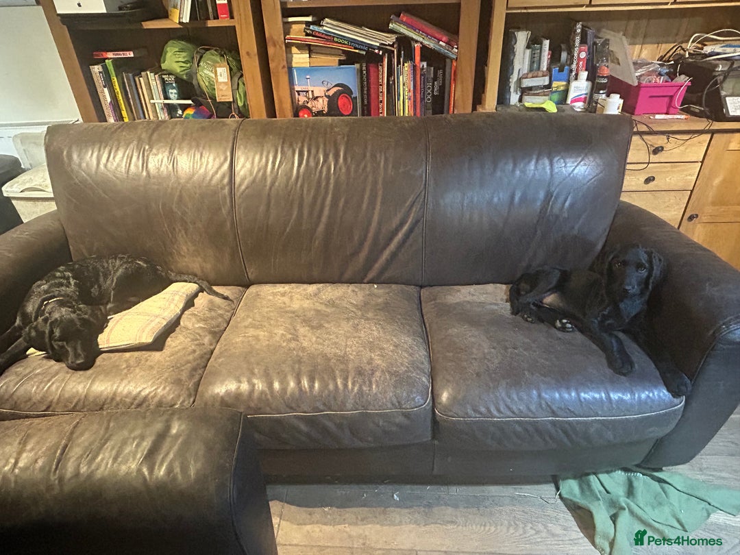 Labradoodle dogs for sale: Ready to go - Fantastic F1 Labradoodles (black) - Image 5