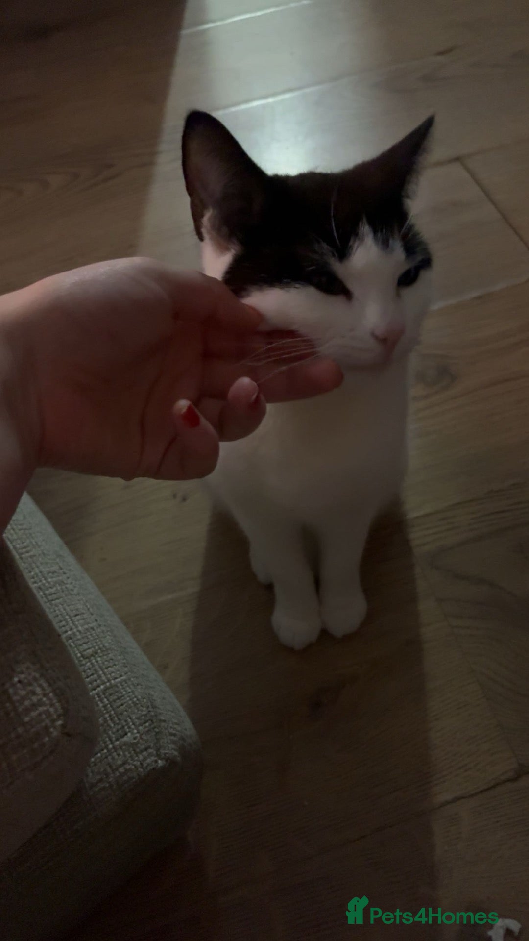 British Shorthair cats for sale: rehoming my cats - Advert 6