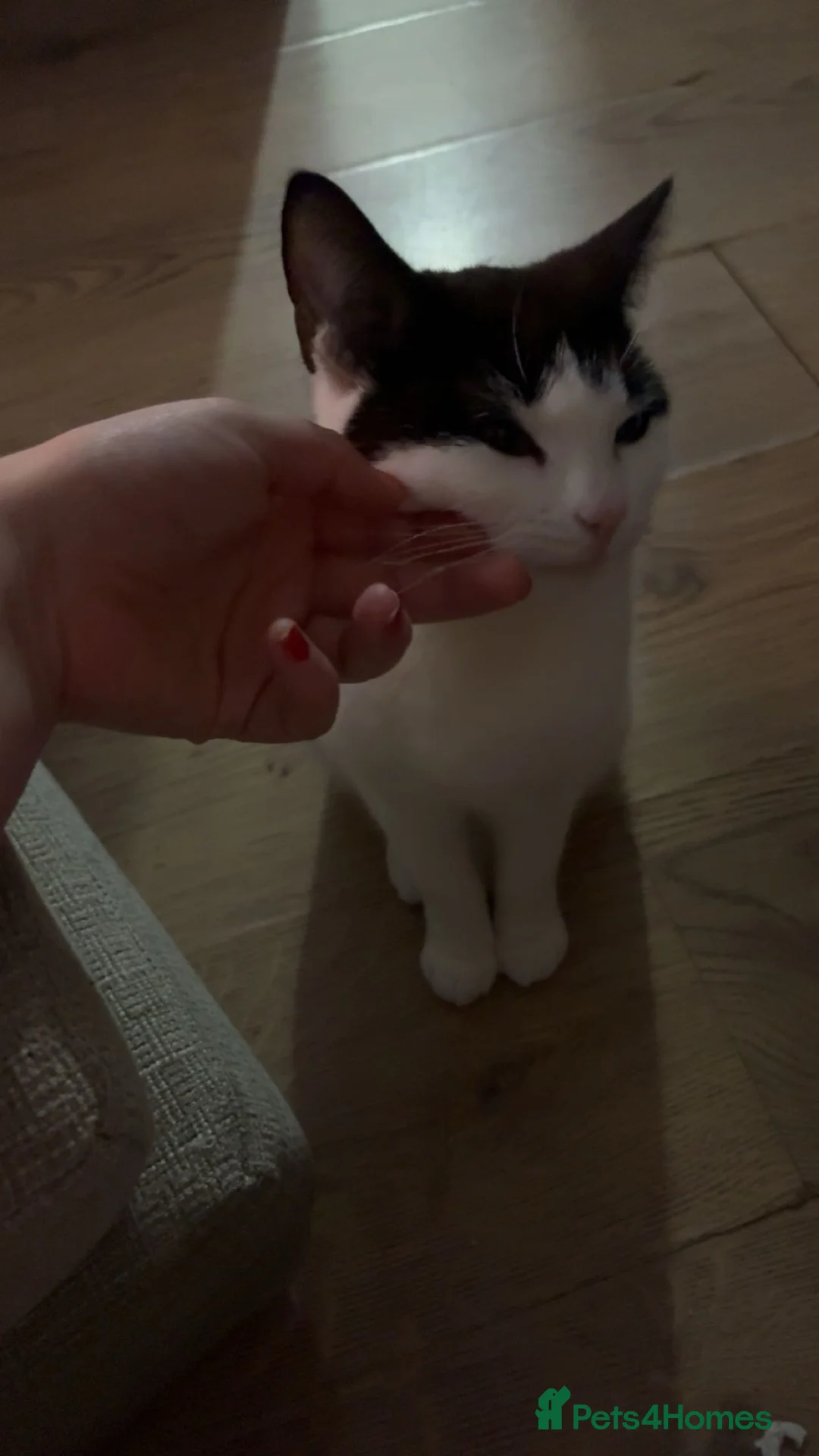 British Shorthair cats for sale: rehoming my cats - Advert 1