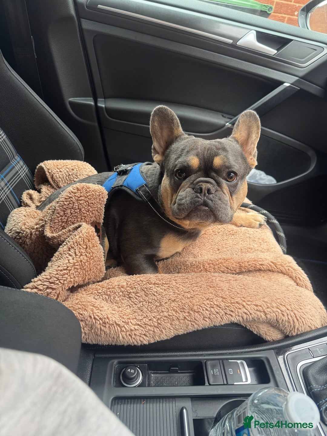 French Bulldog dogs for stud: Bleu Law - Advert 3