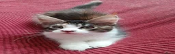 Maine Coon cats for sale: Maine Coon Kittens for Sale - Advert 2
