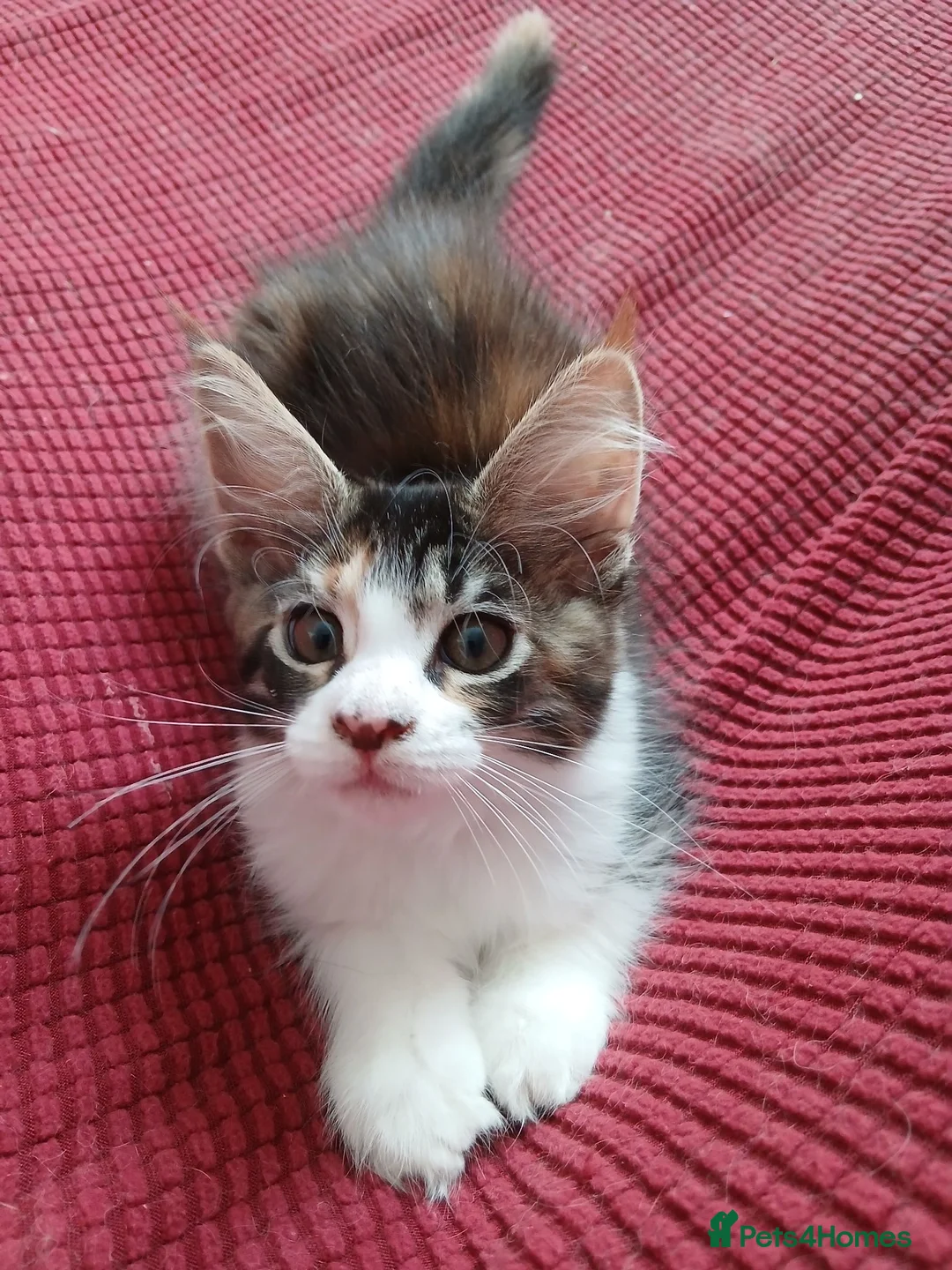 Maine Coon cats for sale: Maine Coon Kittens for Sale - Advert 2