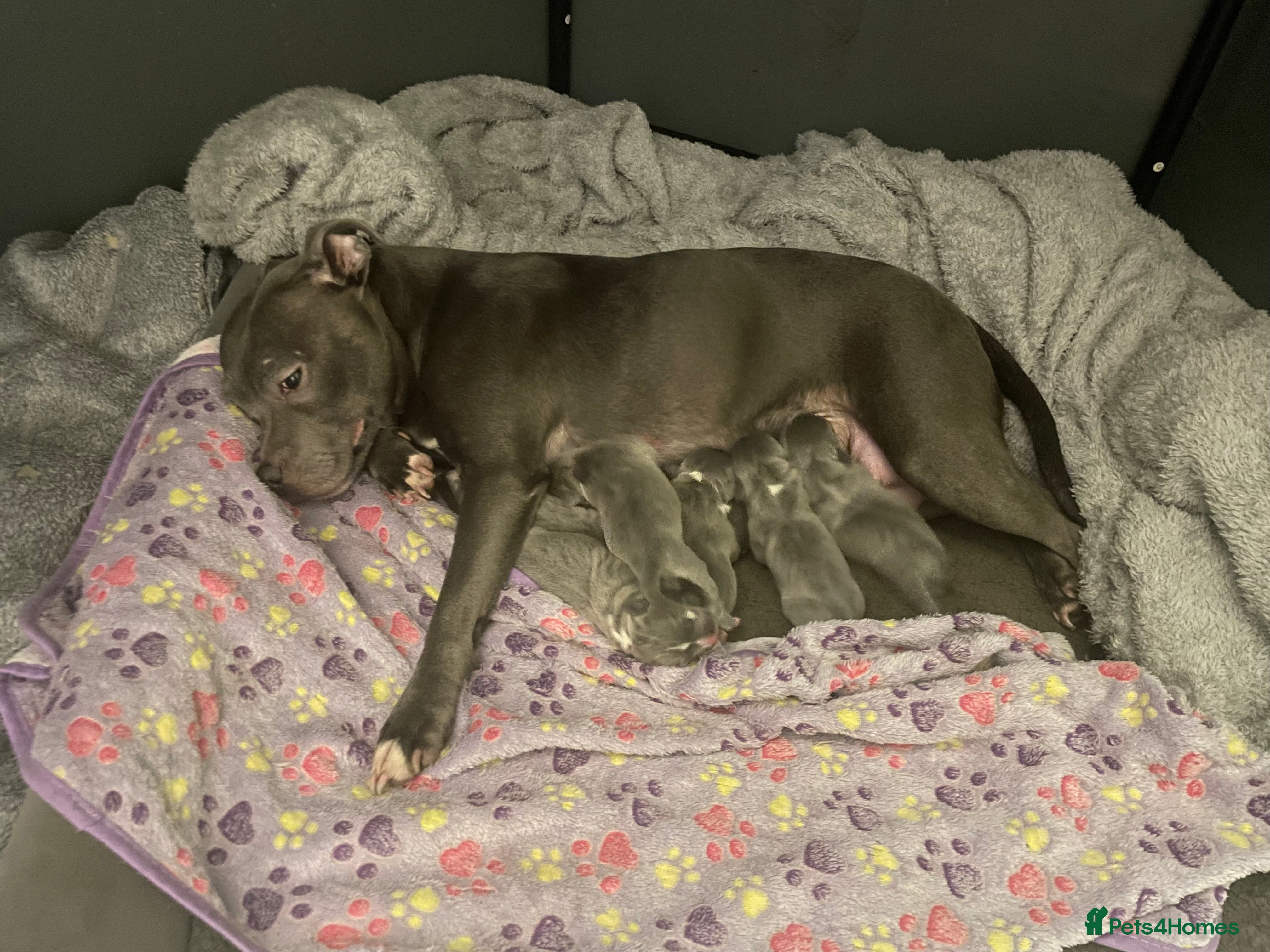 Staffordshire Bull Terrier dogs Beautiful blue & white Staffordshire bull terrier - Advert 7