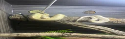 Boa Snake reptiles for sale: Female Boa Constrictor  in Walsall - Advert 4