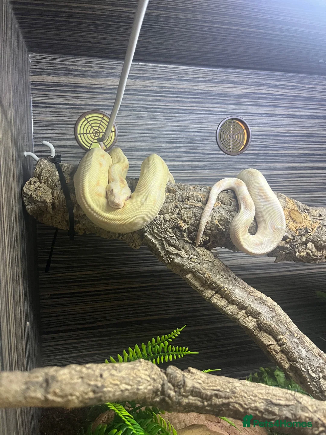 Boa Snake reptiles for sale: Female Boa Constrictor  in Walsall - Advert 4