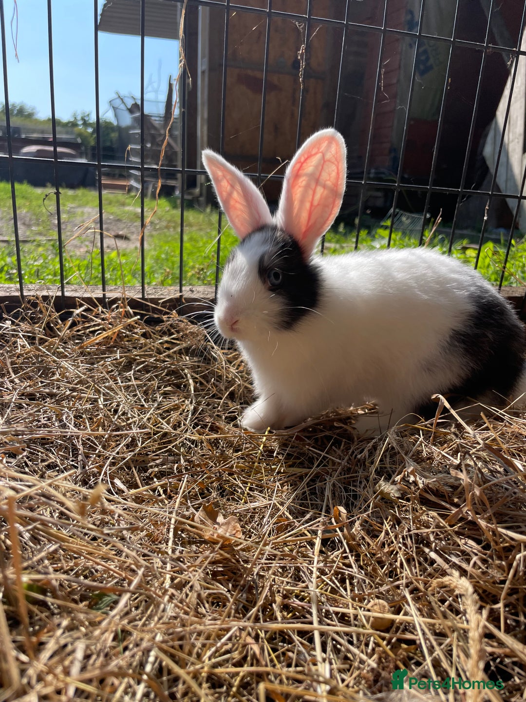 Dutch rabbits for sale: Rabbits ready to go now  - Image 13
