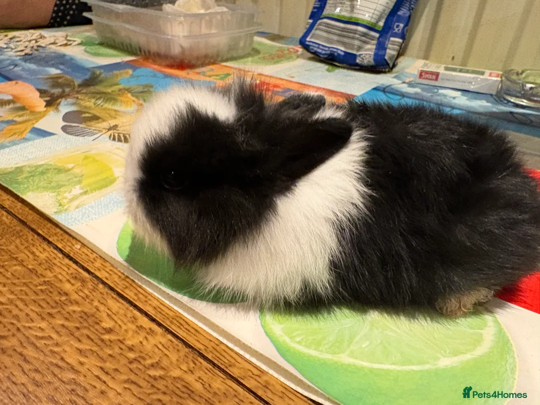 Lionhead rabbits for sale: 4 Lionhead bunnies for sale- mixed  - Advert 12