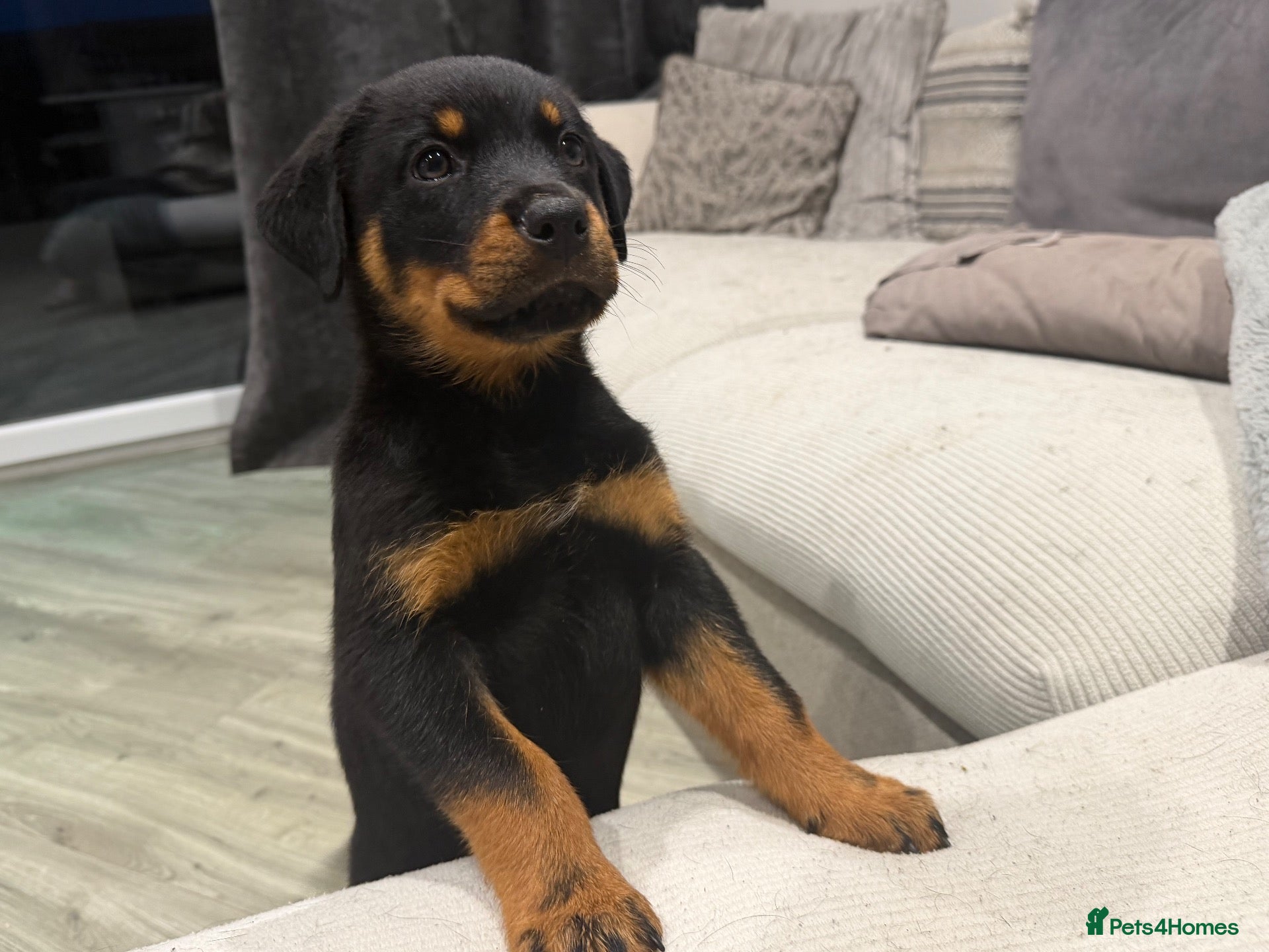 Rottweiler dogs Beautiful German bloodline Rottweiler puppies - Advert 5