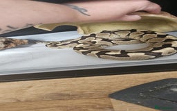 Python Snake reptiles for sale: Ball pythons for sale - Image 1