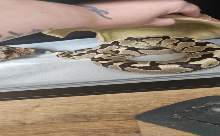 Python Snake reptiles - Advert 10