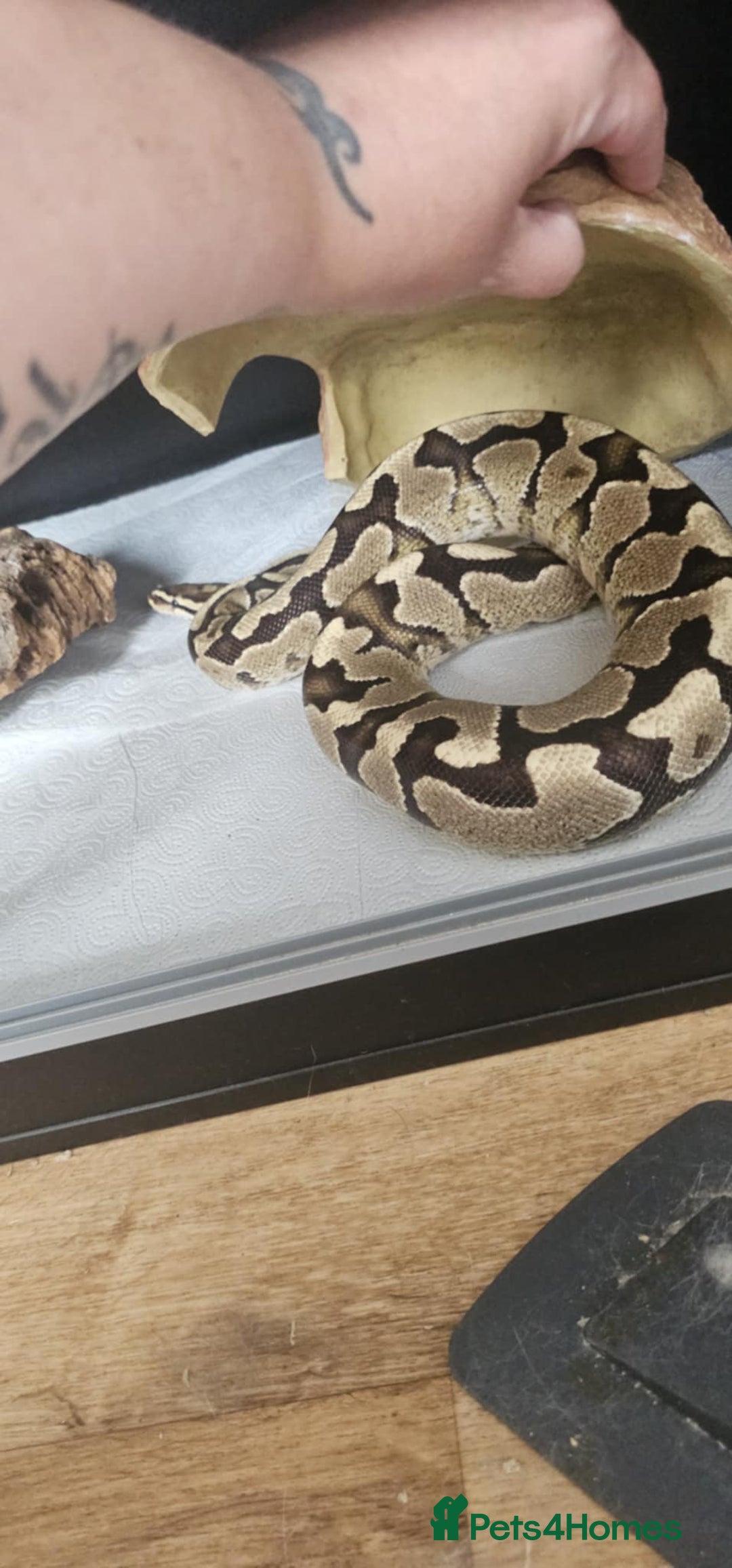 Python Snake reptiles for sale: Ball pythons for sale - Image 1