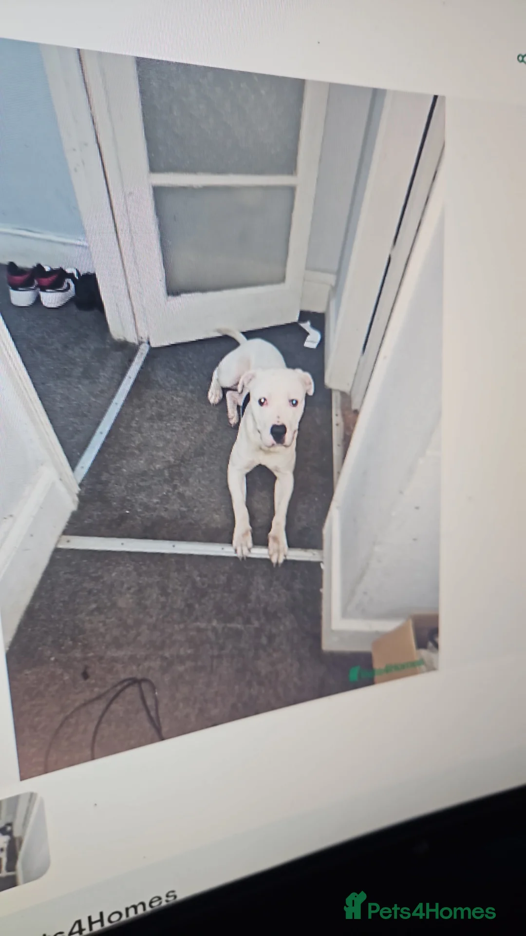 Mixed Breed dogs for sale: Brucey  - Advert 3