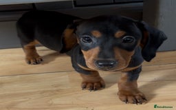 Dachshund dogs for sale: Ready Now, Male Black and Tan Dachshund  - Image 16