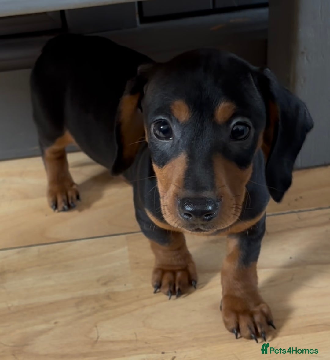 Dachshund dogs for sale: Ready Now, Male Black and Tan Dachshund  - Image 16