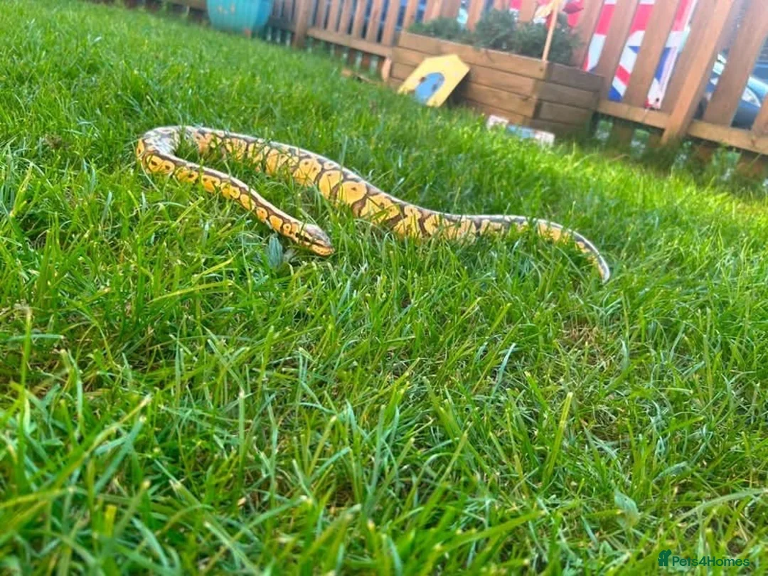 Python Snake reptiles for sale: Ball python  in Bognor Regis - Advert 1