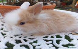 Lionhead rabbits for sale: PUREBRED DOUBLE LION HEAD BABIES  - Image 8
