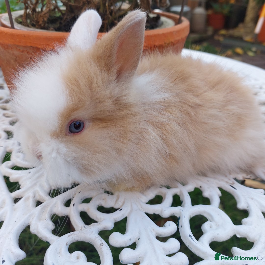 Lionhead rabbits for sale: PUREBRED DOUBLE LION HEAD BABIES  - Image 8