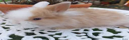 Lionhead rabbits for sale: PUREBRED DOUBLE LION HEAD BABIES  - Advert 8