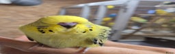 Budgerigars birds for sale: Rare mutation in u.k - Advert 7