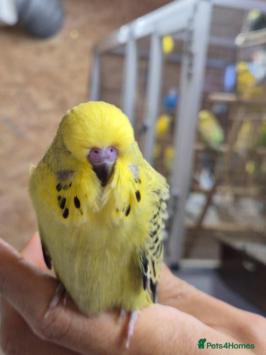 Budgerigars birds for sale: Rare mutation in u.k - Image 7