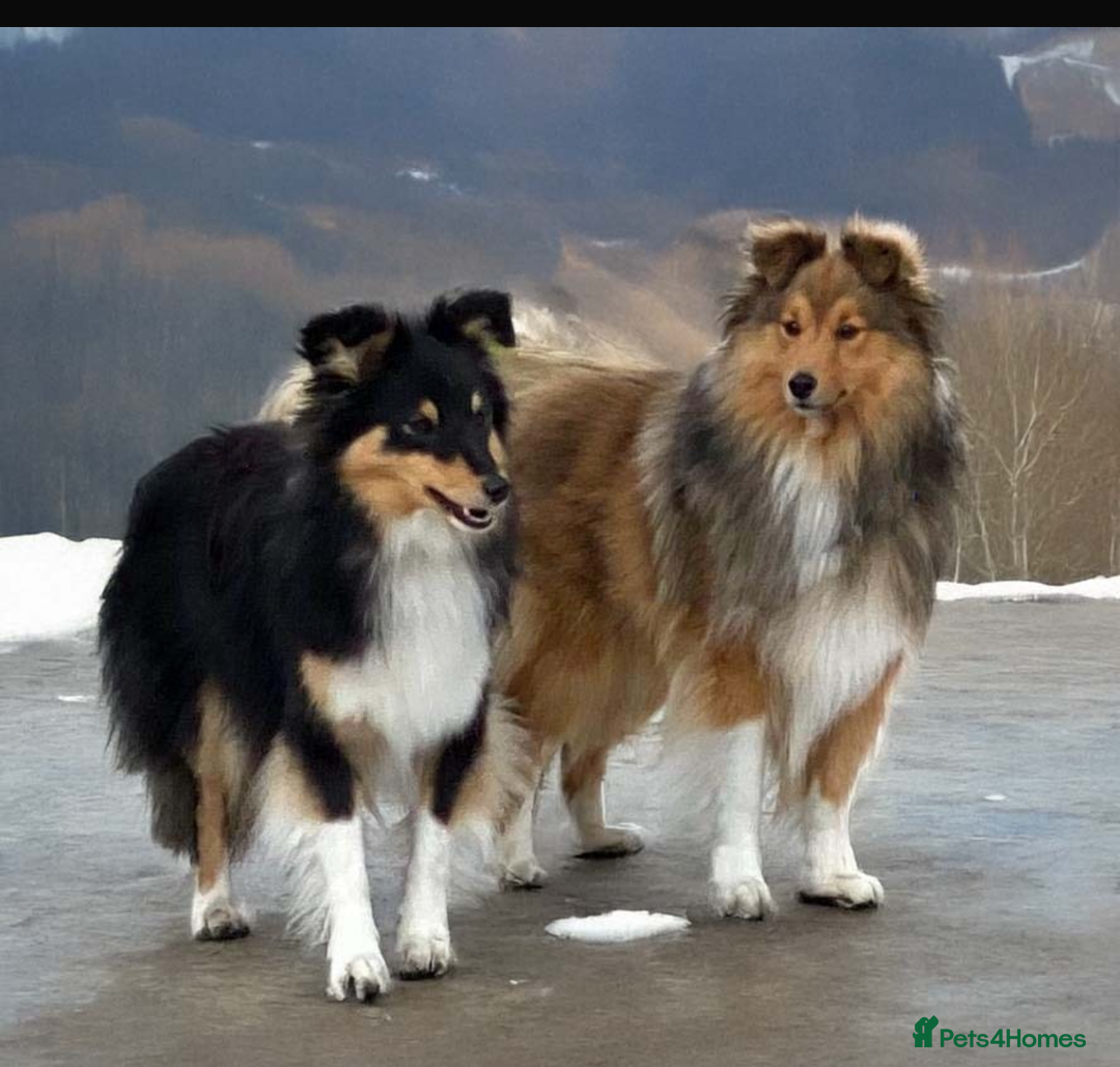 Shetland Sheepdog dogs for sale: Shetland Sheepdog   - Image 2