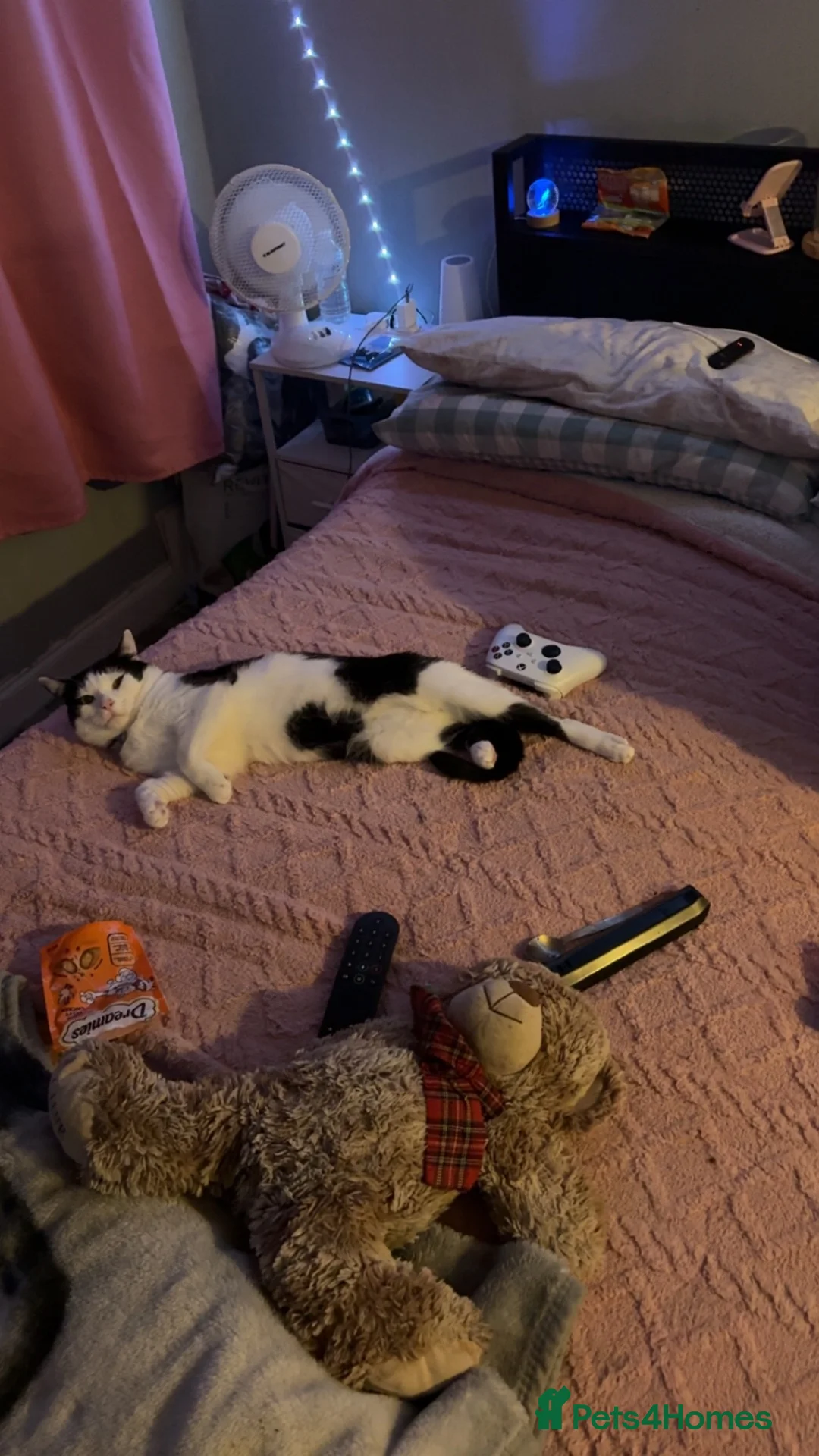 British Shorthair cats for sale: Tigga in Sheffield - Advert 2