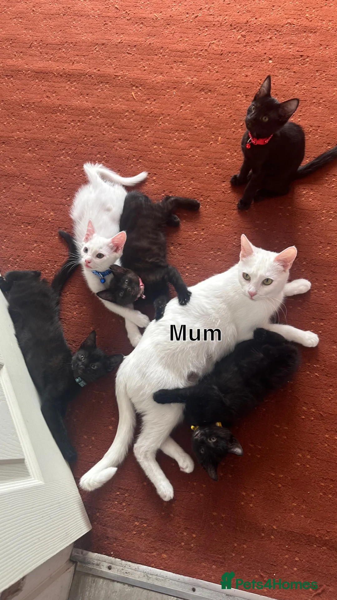 Mixed Breed cats for sale: Black Brown and White Kittens - Advert 25