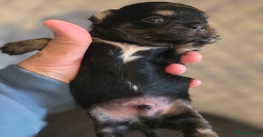 Chihuahua dogs - Advert 9