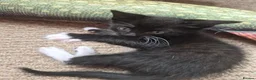 Mixed Breed cats for sale: Kittens - Advert 7