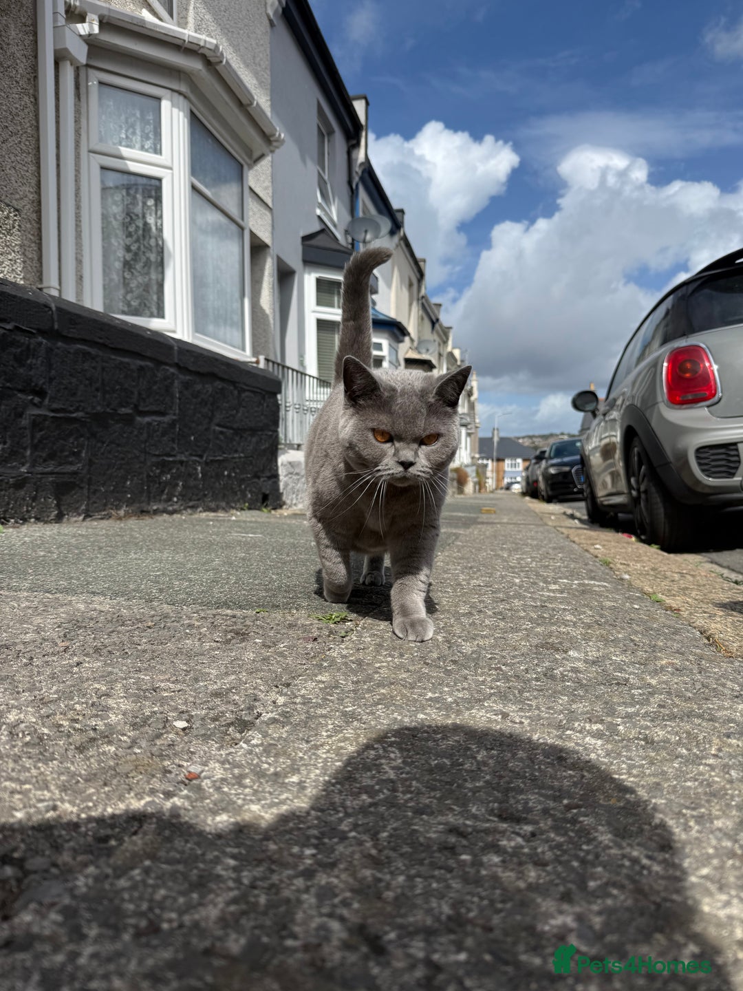 British Shorthair cats for sale: Beautiful British Shorthair ready for new home - Image 4
