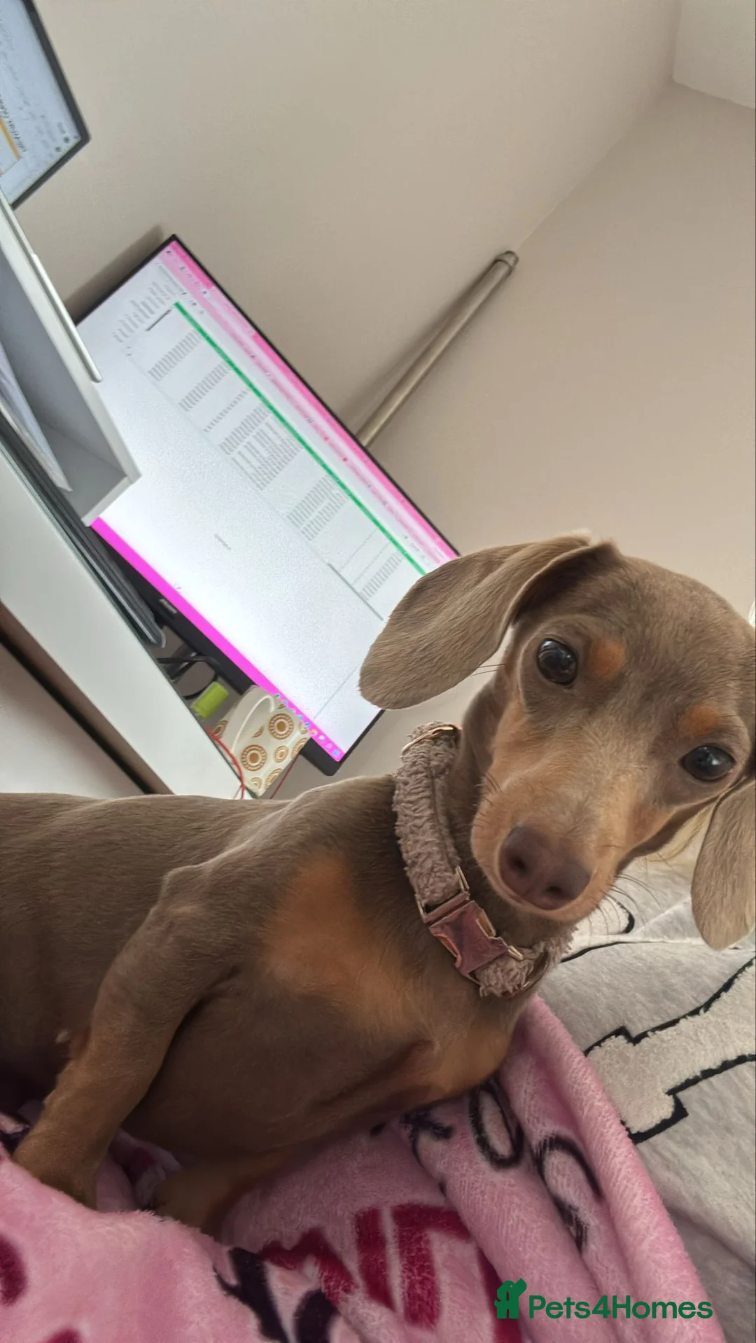 Miniature Dachshund dogs for sale: KC Registered Isabella Miniature Dachshund Girl  in Doncaster - Advert 13