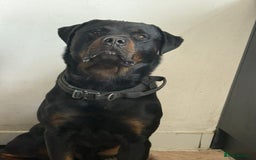 Rottweiler dogs for sale: 8 week old female Rottweiler puppy  - Image 3
