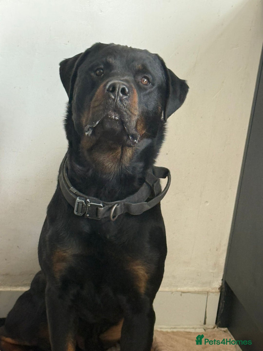 Rottweiler dogs for sale: 8 week old female Rottweiler puppy  - Image 3