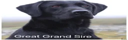 Labrador Retriever dogs for sale: Stunning KC pups,health tested parents&manyFTCH/Ws in Mansfield - Advert 16