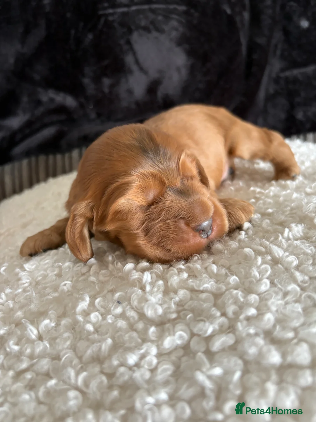 Cocker Spaniel dogs for sale: Stunning show type cocker spaniels  - Advert 11